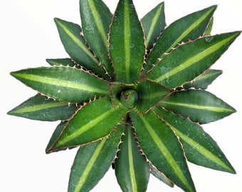 Agave lophantha 'Splendida' Succulent Plant