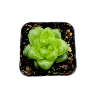 Haworthia cymbiformis var. obtusa Succulent Plant