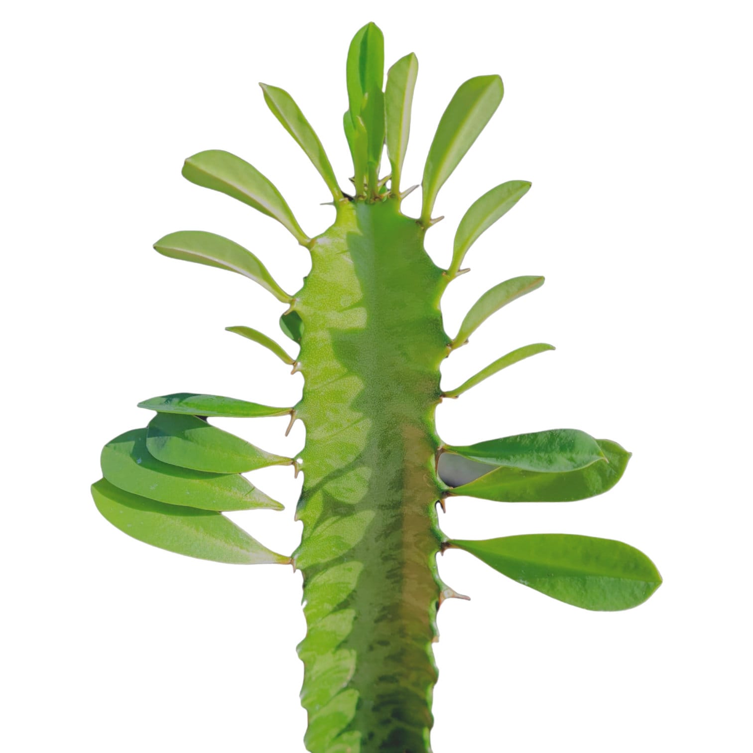 Euphorbia Trigona 'african Milk Tree' Cactus - Etsy