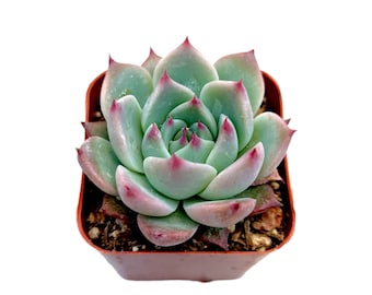 Echeveria colorata Succulent Plant