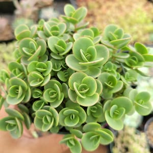 SunSparkler® Sedum &#39;Lime Zinger&#39; Succulent Plant