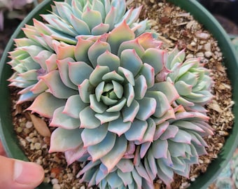 Echeveria 'Blue Mist' Succulent Plant