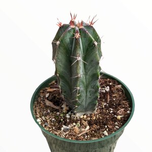 Stenocereus griseus Cactus