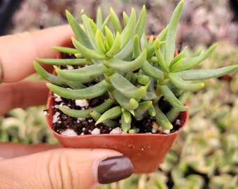 Crassula tetragona 'Miniature Pine Tree' Succulent Plant