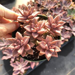May include: A close-up of a succulent plant with pink and purple leaves. The plant is in a small pot and is surrounded by other succulents.