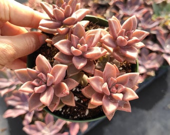 Graptosedum 'Alpenglow' Succulent Plant