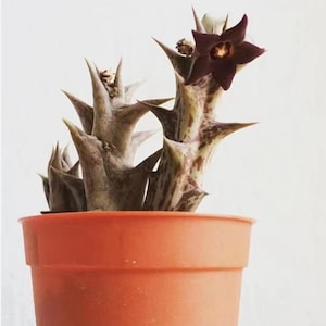 Caralluma hesperidum Succulent Plant