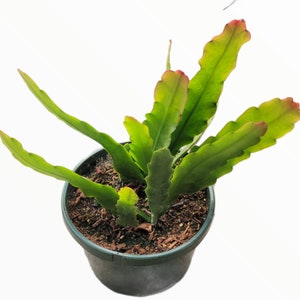 Epiphyllum Sp Succulent Plant
