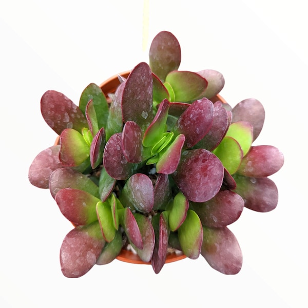 Crassula clavata Succulent Plant