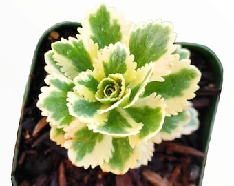Sedum takesimense Atlantis™ Variegated Succulent Plant