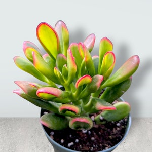 May include: A succulent plant with green leaves with red edges. The plant is in a black pot with brown soil.