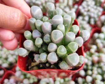 Fenestraria rhopalophylla 'Baby Toes' Succulent Plant
