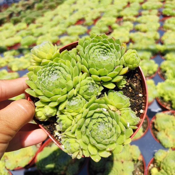 Sempervivum Soboliferum Succulent Plant
