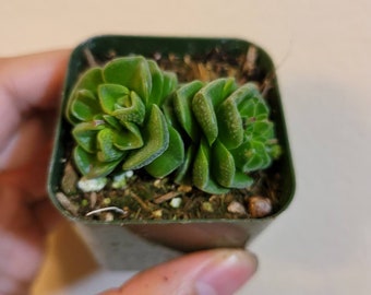 Crassula susannae Succulent Plant