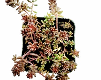 Sedum album 'Black Pearl' Succulent Plant