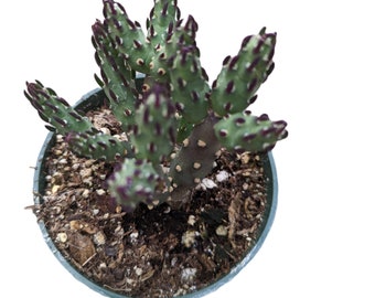 Austrocylindropuntia verschaffeltii Cactus Plant