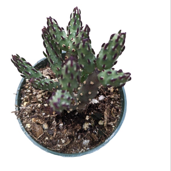 Austrocylindropuntia verschaffeltii Cactus Plant