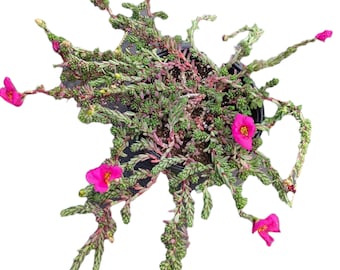 Portulaca gilliesii 'Purple Rice' Succulent Plant