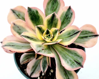 Aeonium 'Sunburst' Succulent Plant