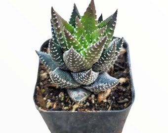 Haworthia reinwardtii 'African Pearls' Succulent Plant