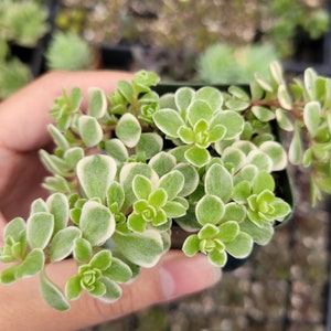 Sedum makinoi Variegata - Japanese Stonecrop Succulent Plant