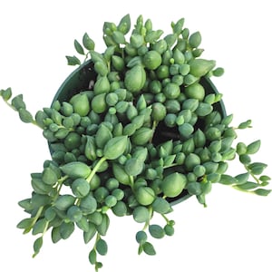 May include: A green succulent plant with round, fleshy leaves growing in a green pot. The plant has long, trailing stems.