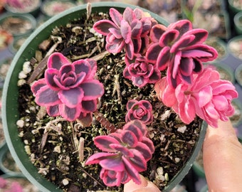 SunSparkler® Sedum 'Dream Dazzler' Succulent Plant