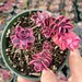 see more listings in the Succulents section