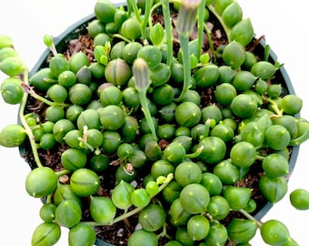 String of Pearls Senecio rowleyanus Succulent Plant