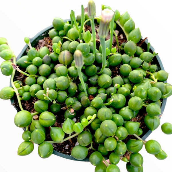 String of Pearls Senecio rowleyanus Succulent Plant