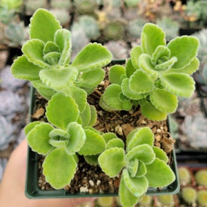 Plectranthus tomentosa Vicks Plant Succulent Plant image 4