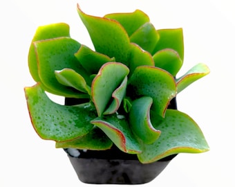 Crassula arborescens undulatifolia 'Ripple Jade' Succulent Plant