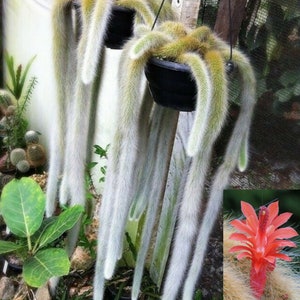 Monkey Tail Cactus Hildewintera colademononis