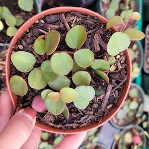 May include: A small, round, brown plastic pot filled with a Peperomia plant. The plant has small, round, green leaves with red edges. The soil is covered with wood chips. The pot is being held by a person.