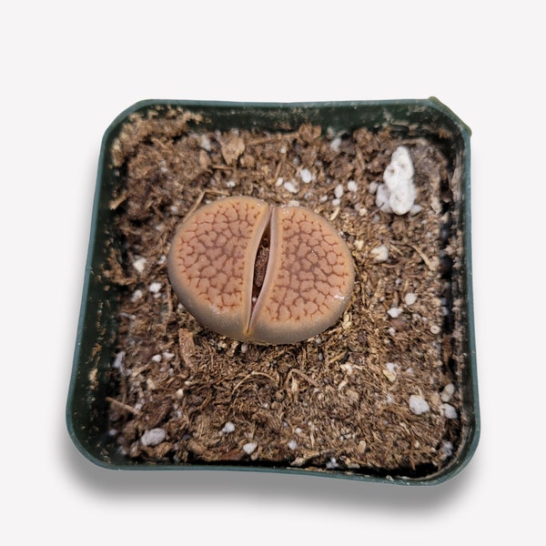 Lithops 'Living Stones' Succulent Plant