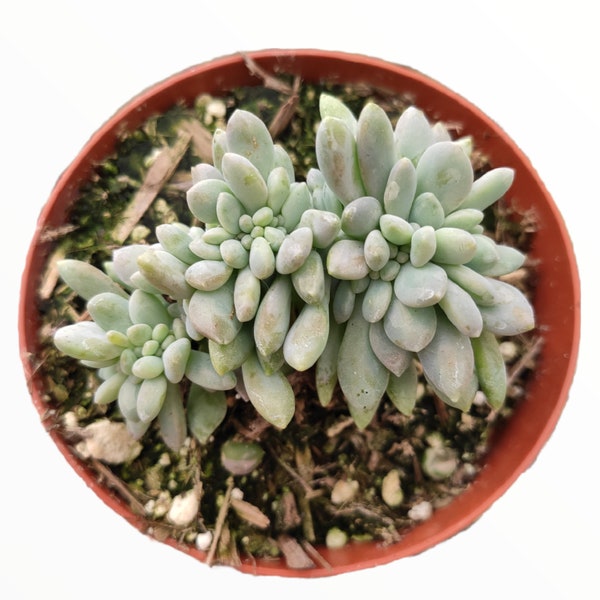 Cremeria Expatriata Crest Succulent Plant