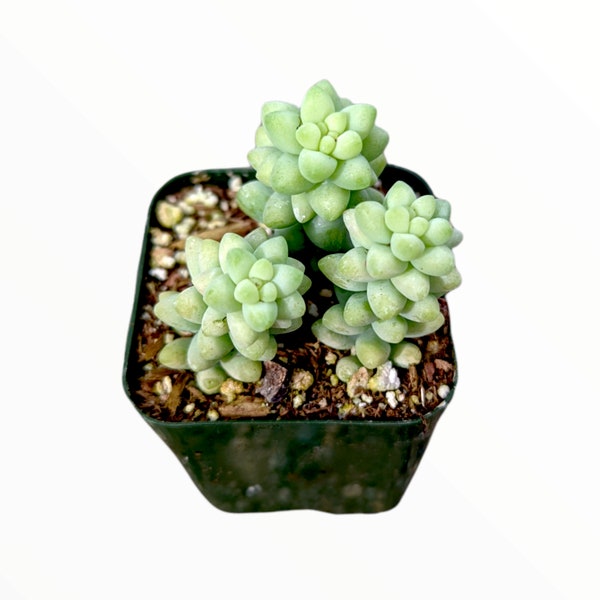 Sedum 'Burrito' Donkey Tail Succulent Plant