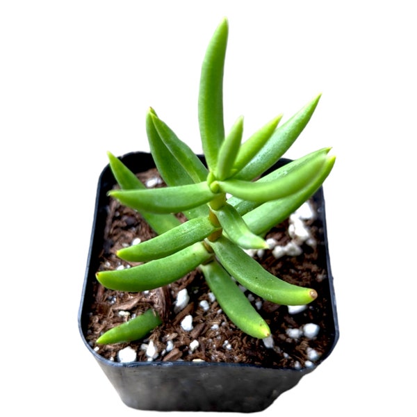 Crassula tetragona 'Miniature Pine Tree' Succulent Plant