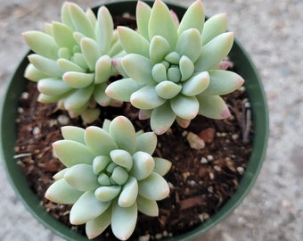 Sedeveria 'Silver Frost' Succulent Plant