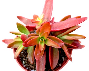 Crassula capitella 'Campfire' Succulent Plant
