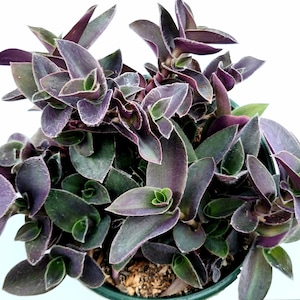 Tradescantia pallida &#39;Purple Heart&#39; Wandering Dude Succulent Plant