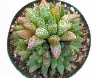 May include: A small succulent plant with green and red leaves in a green pot. The leaves are pointed and have a textured surface.