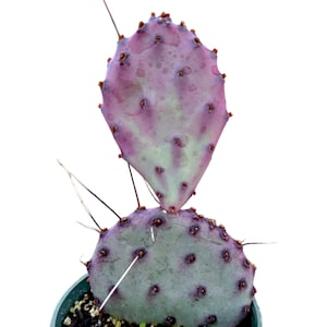 Opuntia santarita Santa Rita Purple Prickly Pear Cactus Succulent Plant