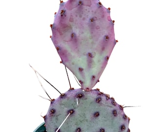 Opuntia santarita Santa Rita Purple Prickly Pear Cactus Succulent Plant