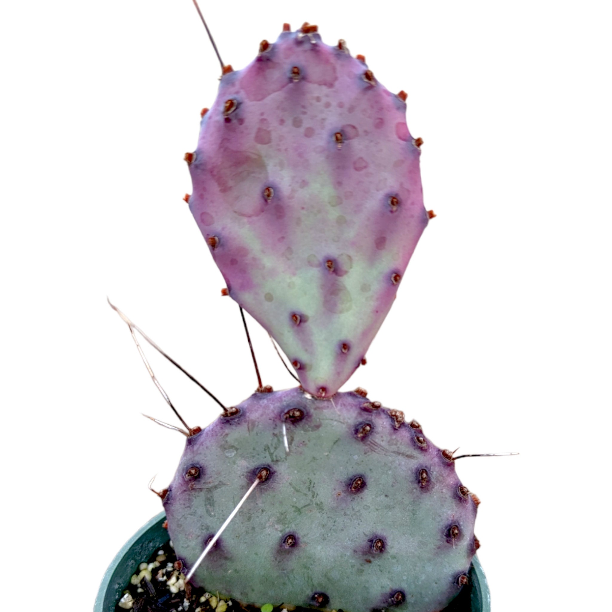 Buy Opuntia Santarita Santa Rita Purple Prickly Pear Cactus