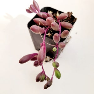 May include: A small potted succulent plant with long, trailing stems and purple leaves. The plant is in a black plastic pot.