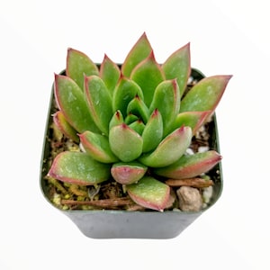 Echeveria agavoides &#39;Christmas&#39; Succulent Plant