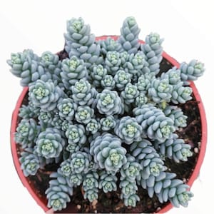 Sedum dasyphyllum &#39;Himalayan Skies&#39; Succulent Plant