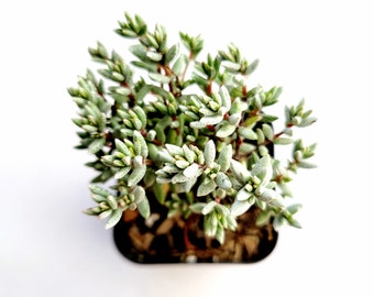 Crassula pruinosa Succulent Plant