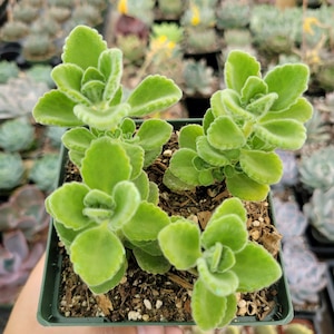 Plectranthus tomentosa Vicks Plant Succulent Plant 4 Inch